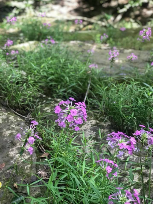 A cluster of pink flowers blooming among green grass and rocky terrain in a natural setting.