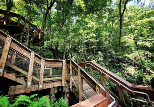 Wooden stairs winding through a lush green forest, surrounded by trees and foliage.