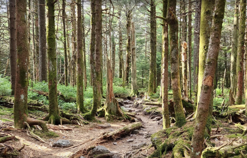 A serene forest scene with tall trees, moss-covered ground, and a rocky path winding through the greenery.