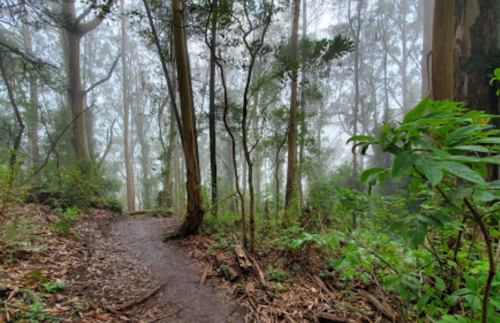 A misty forest path surrounded by tall trees and lush greenery, creating a serene and tranquil atmosphere.