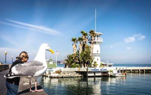 A person leans on a pier beside a large seagull, with Forbes Island lighthouse in the background under a clear blue sky.