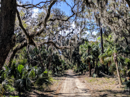 A dirt path winds through a lush, green forest with hanging moss and palm trees under a bright blue sky.