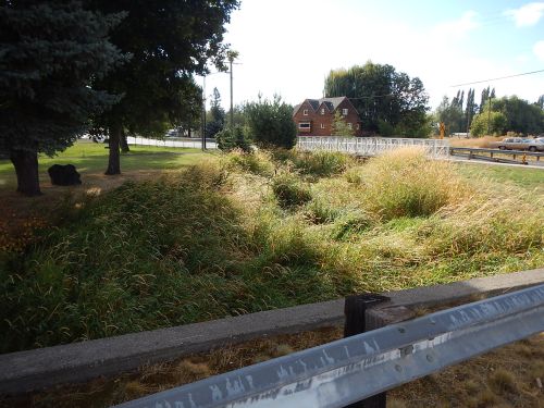 A grassy area with tall weeds, trees in the background, and a house visible beyond a fence.