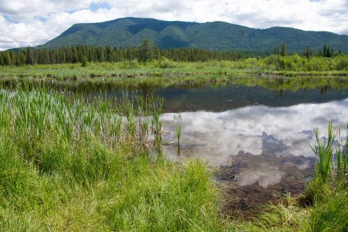 A serene landscape featuring a calm pond reflecting clouds and mountains, surrounded by lush greenery and tall grasses.