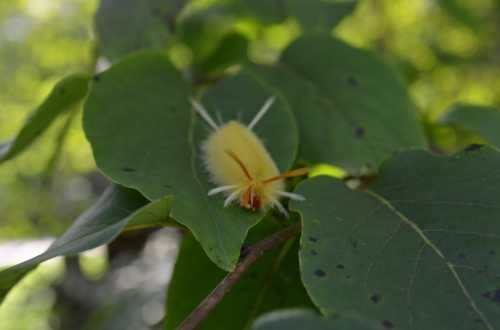 A bright yellow caterpillar with white spines resting on a green leaf, surrounded by blurred foliage.