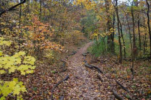 A winding trail through a forest with colorful autumn leaves and fallen branches lining the path.