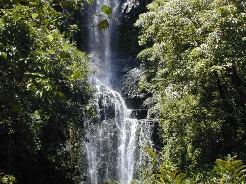 A cascading waterfall surrounded by lush green foliage and trees in a serene natural setting.