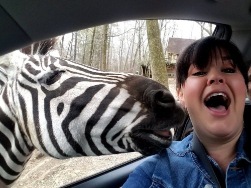A woman smiles widely in a car while a zebra leans in, creating a fun and playful moment.