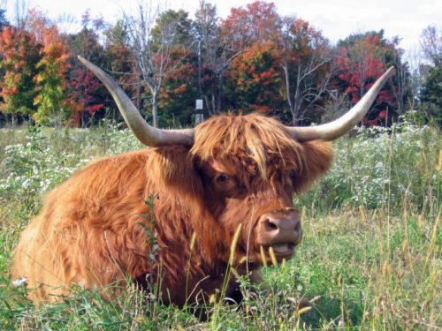 A Highland cow with long horns rests in a grassy field, surrounded by colorful autumn foliage.