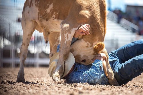 A cowboy lies on the ground, playfully interacting with a cow that has its head over him in a rodeo setting.
