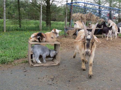 A group of goats, including one climbing on a wooden crate, with another walking nearby in a grassy farm setting.