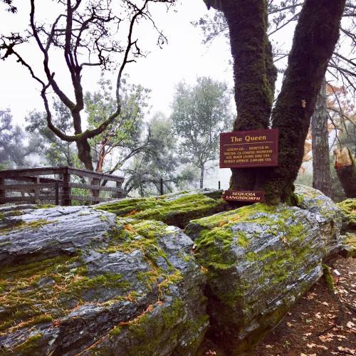 A moss-covered rock formation with a sign reading "The Queen" in a misty forest setting.