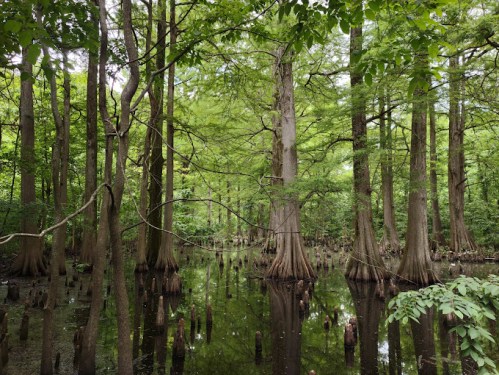 A serene swamp scene with tall cypress trees reflected in still water, surrounded by lush green foliage.