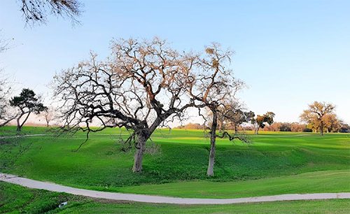 A scenic view of a green golf course with two large trees against a clear blue sky.