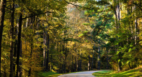 A winding road through a vibrant forest with green and golden leaves in autumn.