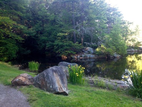 A serene pond surrounded by lush greenery and rocks, with yellow flowers blooming along the water's edge.