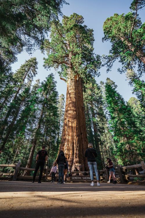 A towering sequoia tree with visitors standing around it, surrounded by lush green forest.