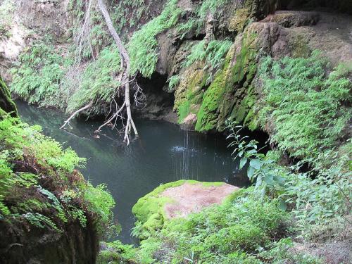 A serene, moss-covered rocky area surrounding a dark pool of water, with lush greenery and a tree branch overhead.