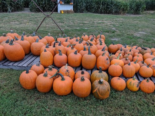 A large group of orange pumpkins arranged on a grassy area, with a cornfield in the background.