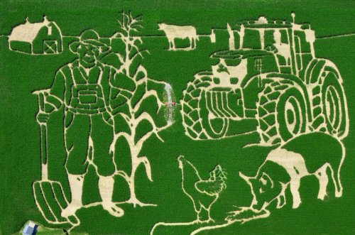 Aerial view of a cornfield art featuring a farmer, tractor, cow, pig, and chicken carved into the crops.