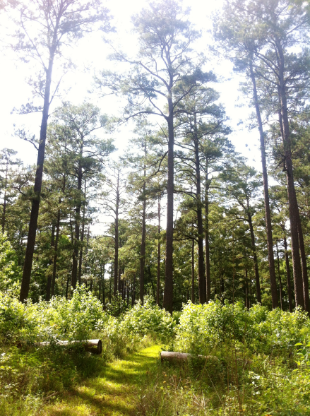 A sunlit forest path surrounded by tall pine trees and lush green underbrush.