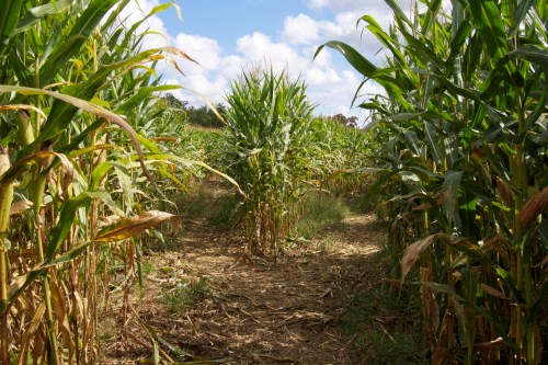 A pathway through tall corn plants under a blue sky with scattered clouds.