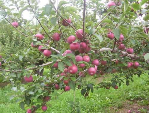 A close-up of a fruit-laden apple tree branch with clusters of ripe, red apples surrounded by green leaves.