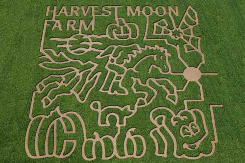 Aerial view of a corn maze design featuring a horse, pumpkins, and the text "Harvest Moon Farm" on green grass.