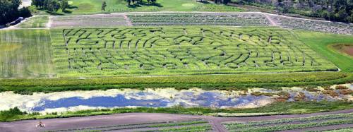 Aerial view of a large, intricate corn maze surrounded by fields and a small pond.