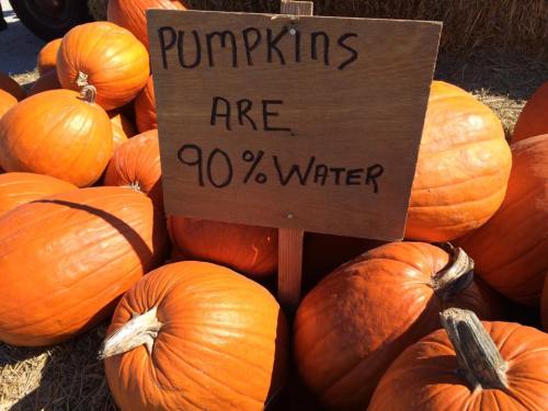 A wooden sign among pumpkins reads, "Pumpkins are 90% water," with several bright orange pumpkins in the background.