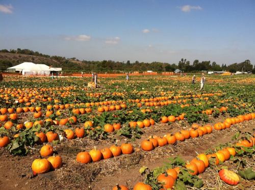 A vast pumpkin patch with rows of orange pumpkins under a clear blue sky and a white tent in the background.