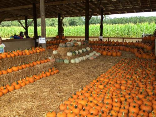 A barn filled with pumpkins of various sizes and colors, arranged on straw bales, with a cornfield in the background.