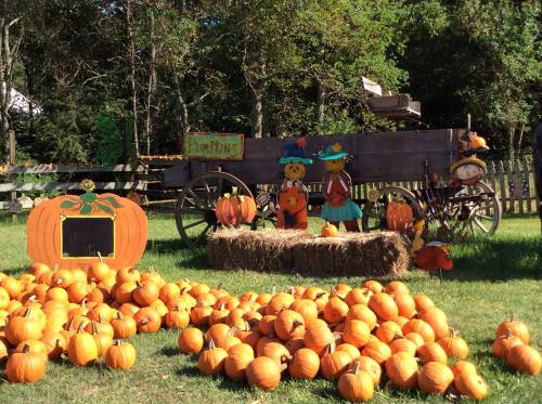 A festive pumpkin patch with hay bales, pumpkins, and cheerful scarecrows near a wooden cart.