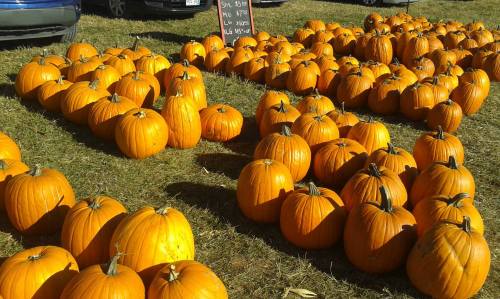 A field of bright orange pumpkins arranged in rows on green grass, with cars parked in the background.