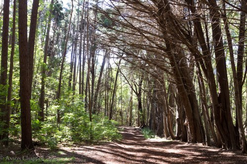 A serene forest path lined with tall trees and dappled sunlight filtering through the leaves.