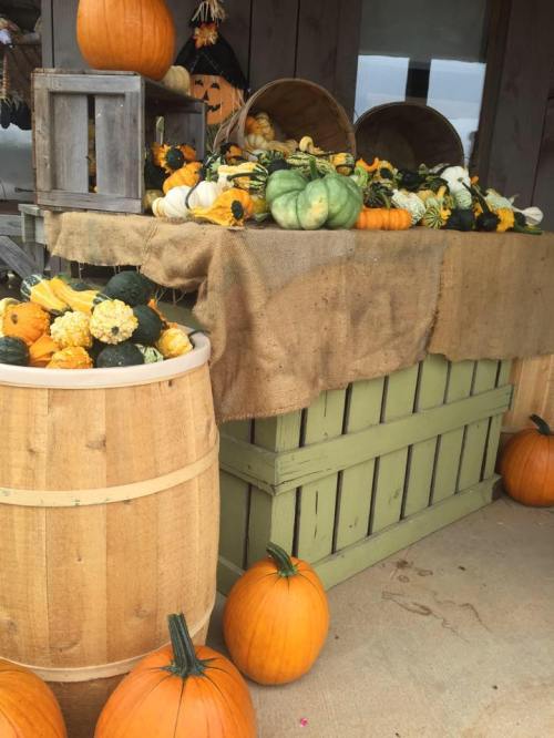 A rustic display of pumpkins and gourds in wooden barrels and crates, set against a burlap backdrop.