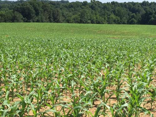 A lush green cornfield stretches across the landscape under a clear blue sky.