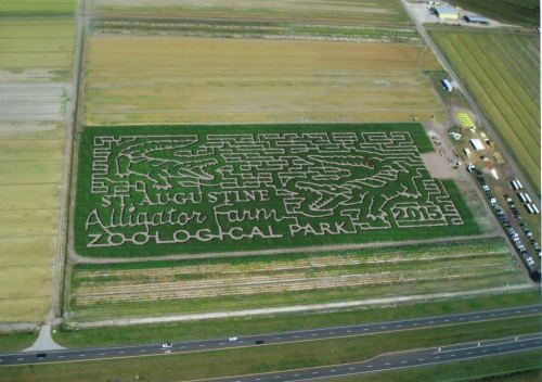 Aerial view of a large corn maze shaped like alligators, labeled "St. Augustine Alligator Farm Zoological Park 2015."