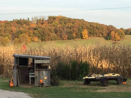 A rustic stand with pumpkins and produce, set against a backdrop of colorful autumn trees and a cornfield.