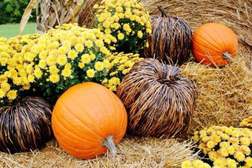 A display of orange pumpkins and decorative brown pumpkins surrounded by yellow chrysanthemums and hay bales.