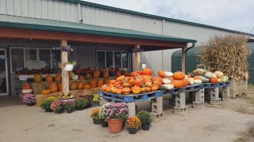 A farm stand displays a variety of pumpkins and gourds, with colorful flowers in pots and hay bales nearby.