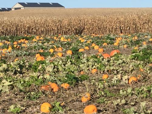 A pumpkin patch with scattered orange pumpkins in a field, surrounded by tall corn stalks and a barn in the background.