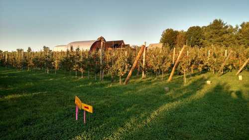 A sunny orchard with rows of apple trees, a barn in the background, and colorful signs on the grass.