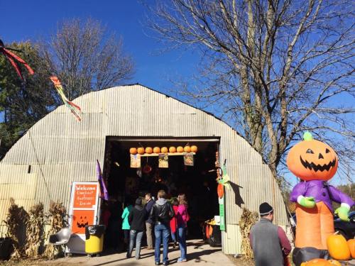 A barn decorated for Halloween, with pumpkins and an inflatable pumpkin figure, as visitors enter under a clear blue sky.