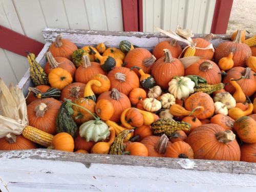 A wooden crate filled with various pumpkins and gourds in shades of orange, green, and white, with some corn.
