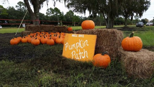 A pumpkin patch with hay bales and bright orange pumpkins, featuring a sign that reads "Mize Dayz Pumpkin Patch."