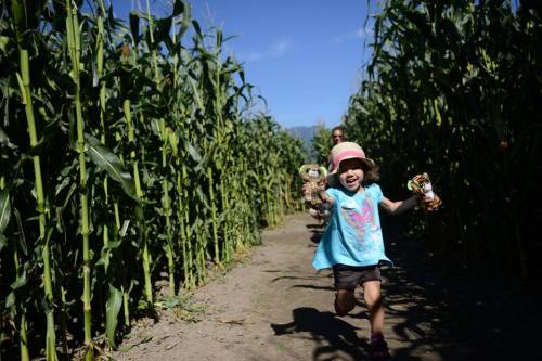 A joyful child in a hat runs through a cornfield, holding stuffed animals, with a person walking behind her.