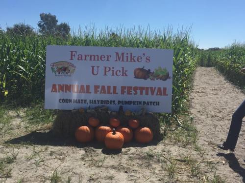 Sign for "Farmer Mike's U Pick Annual Fall Festival" with pumpkins in front, surrounded by cornfields.