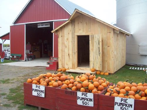 A wooden shed beside a red barn, with crates of pumpkins for sale in front.