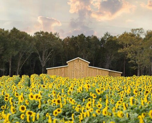 A field of vibrant sunflowers in front of a wooden barn, with trees and a cloudy sky in the background.